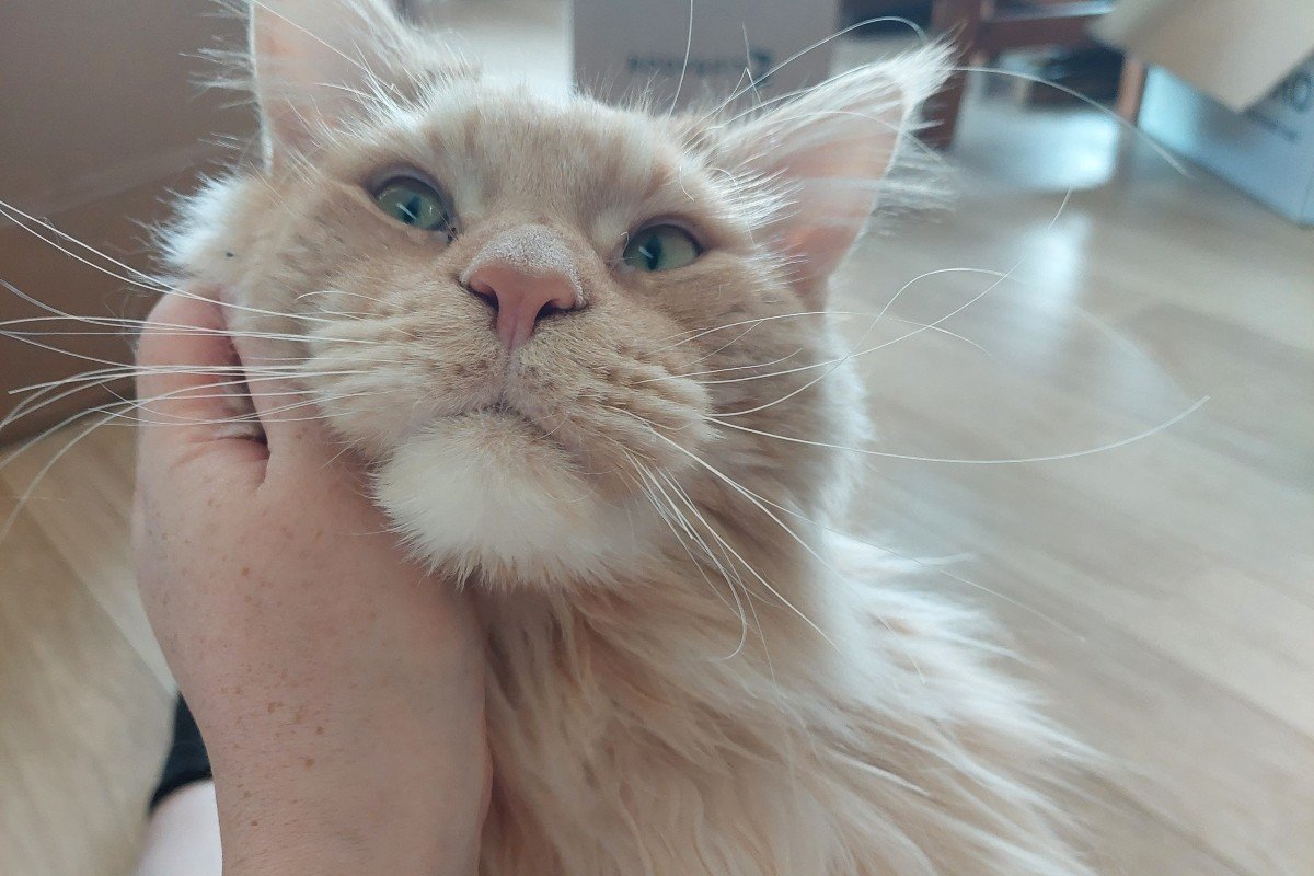 Thorin