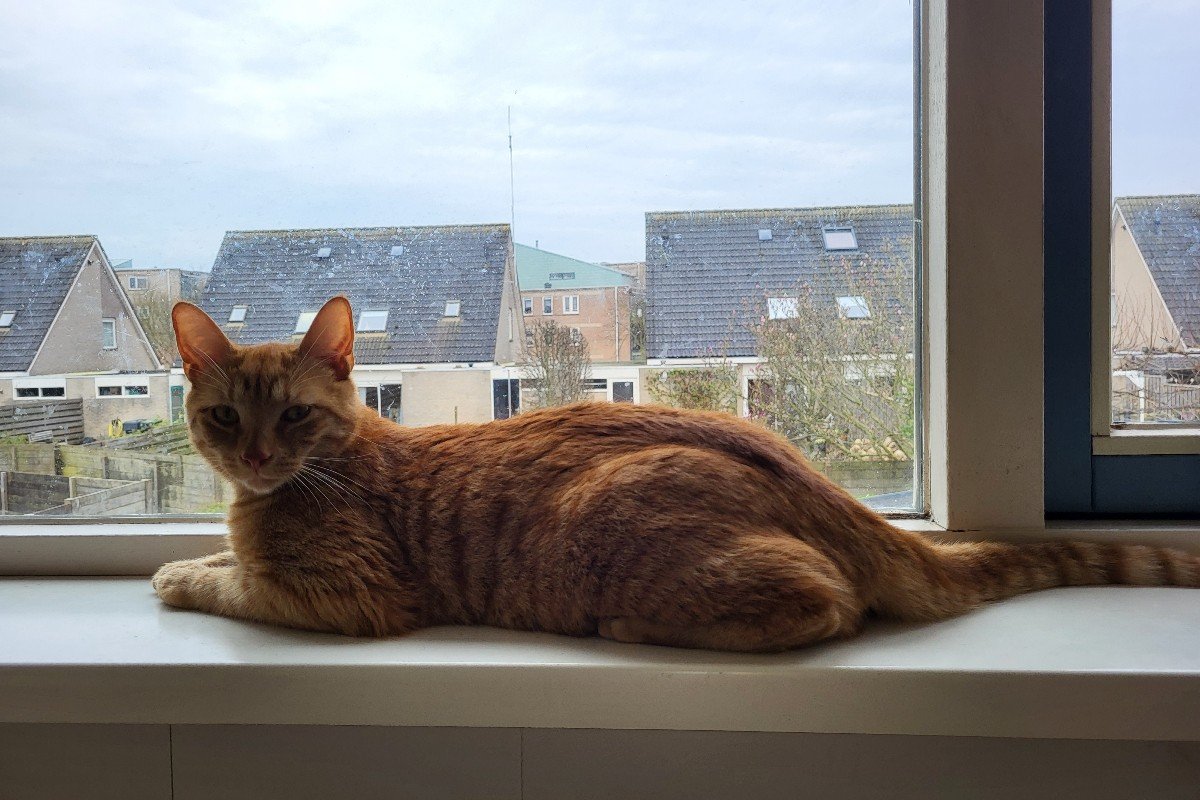 Duke