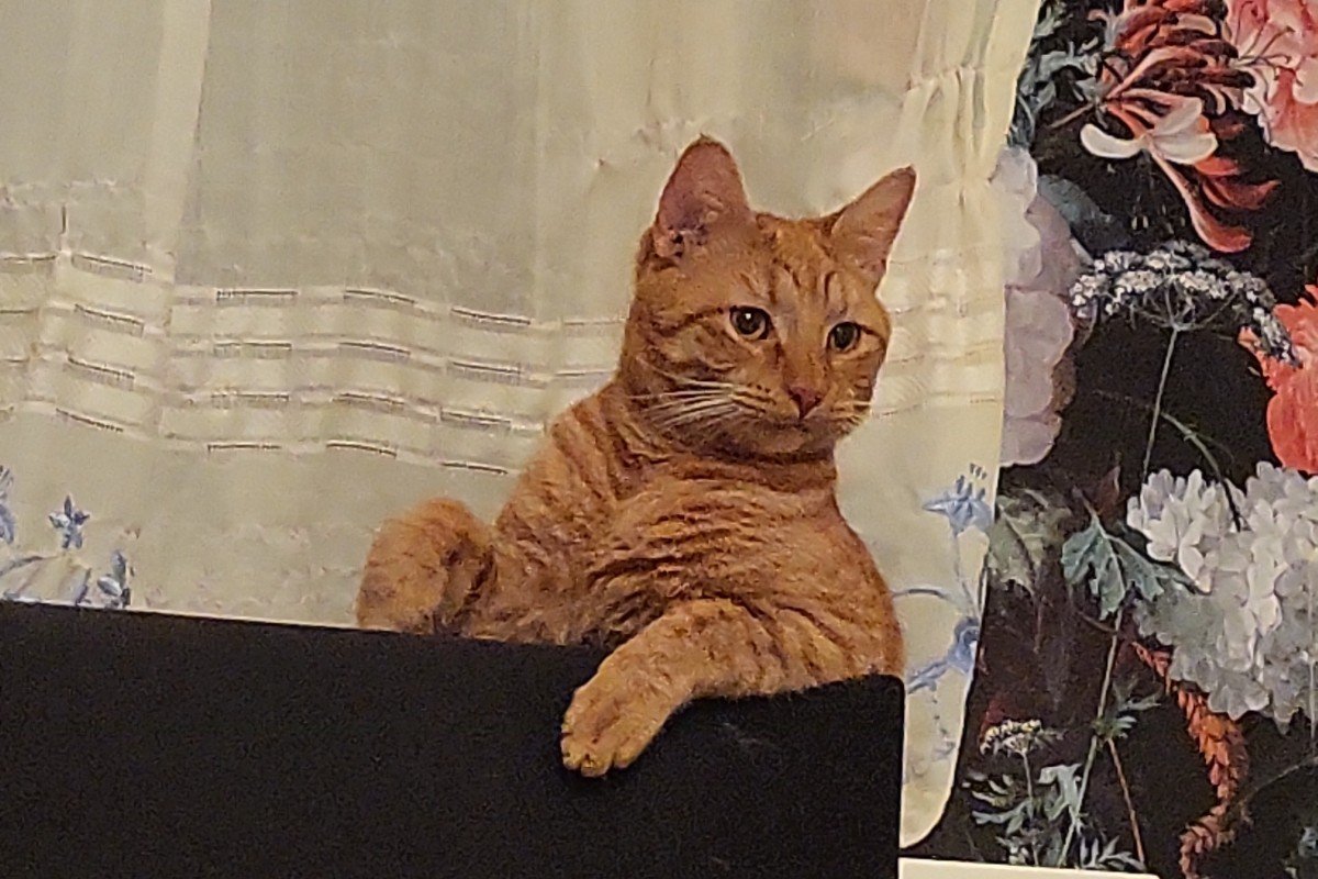 Duke