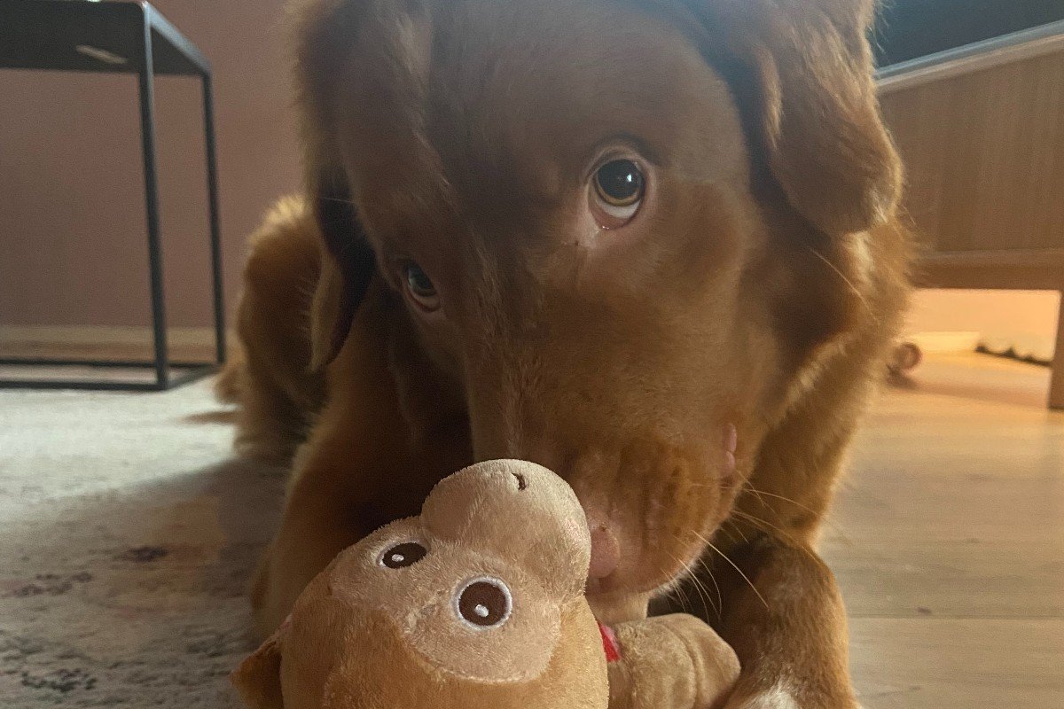 Koos