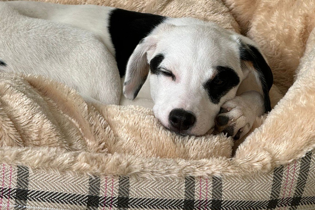 Snoopy