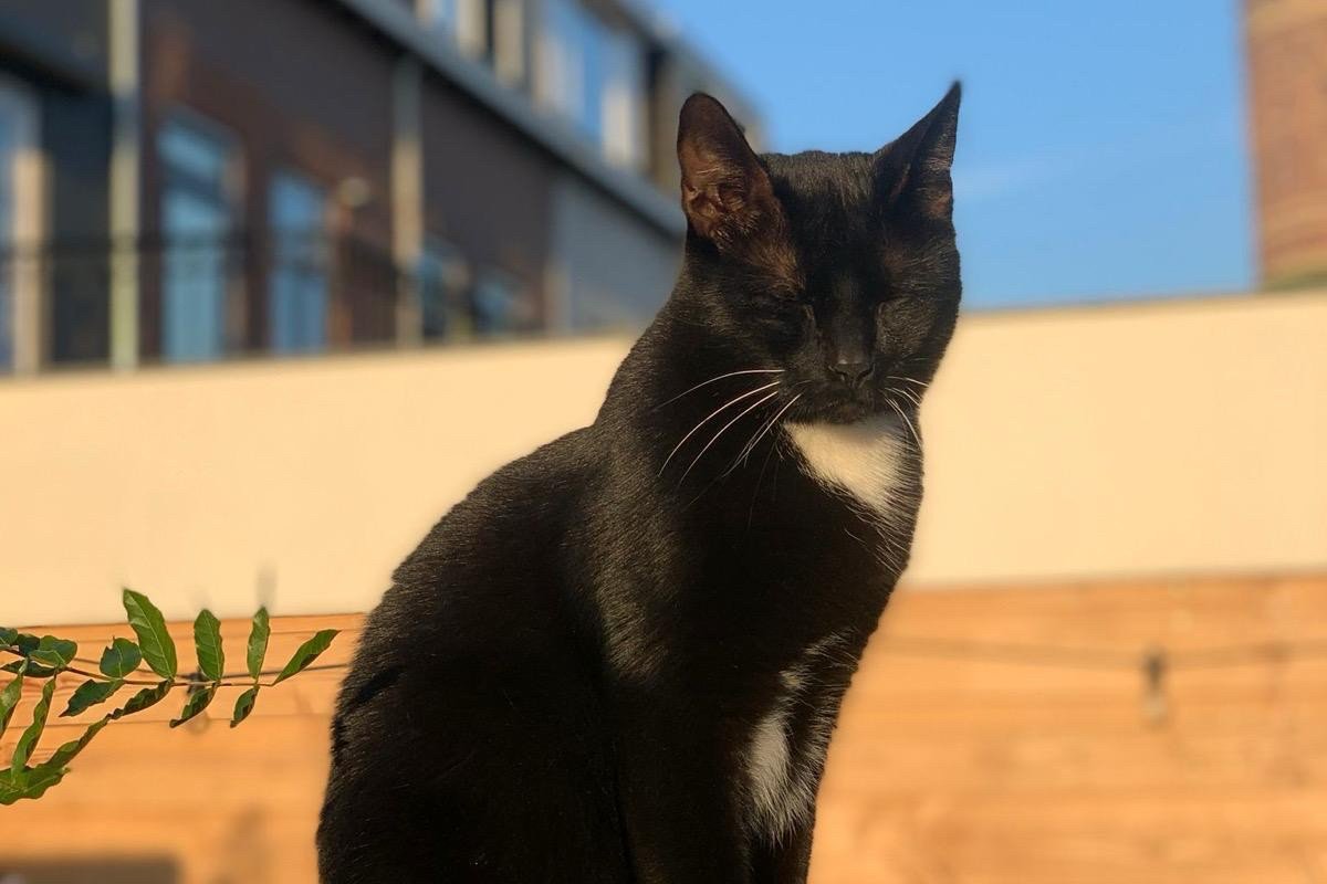 Willem