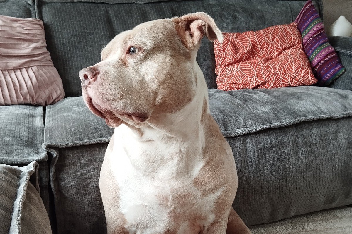Nova