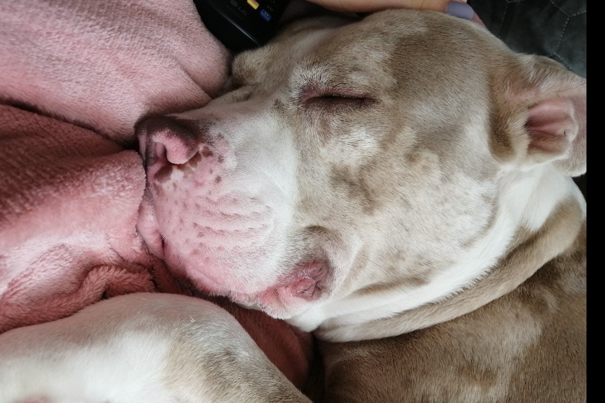 Nova