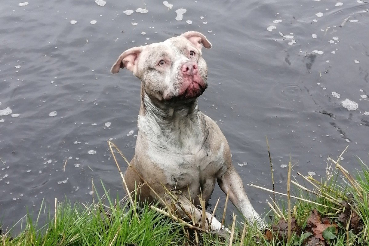 Nova