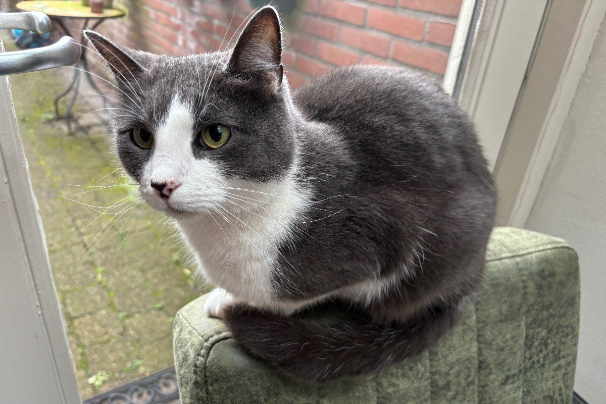 Olaf