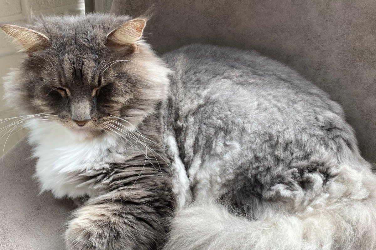 Luca