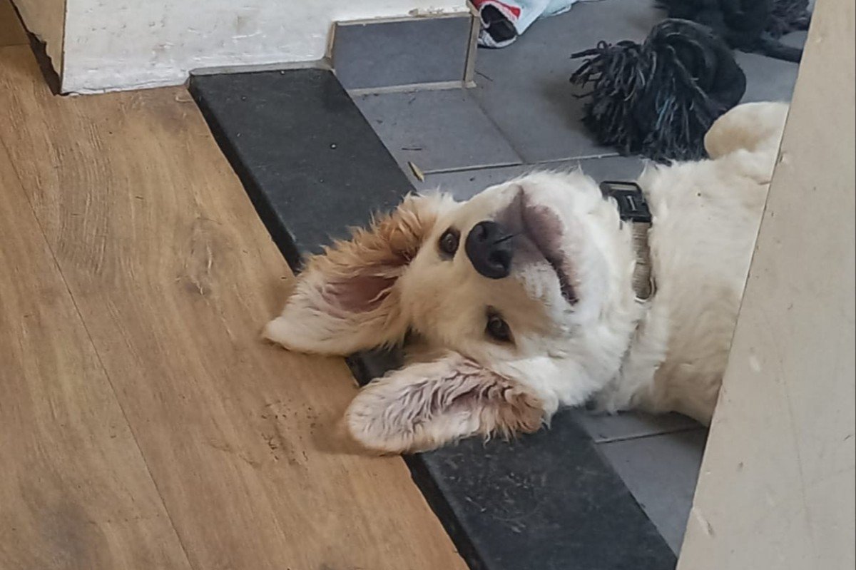 Pup Lara