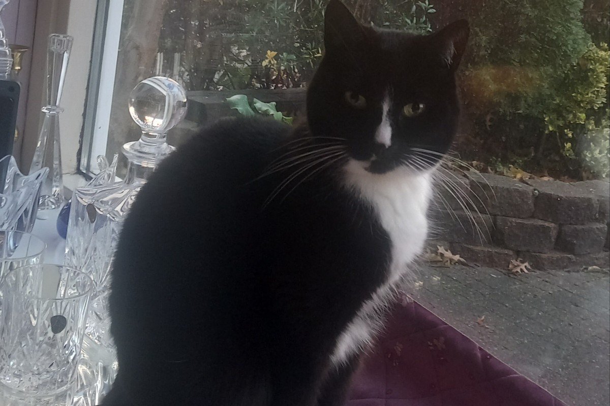 *SPOED* Tommy