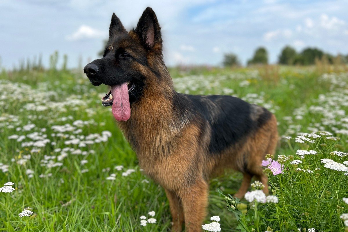 Shyva
