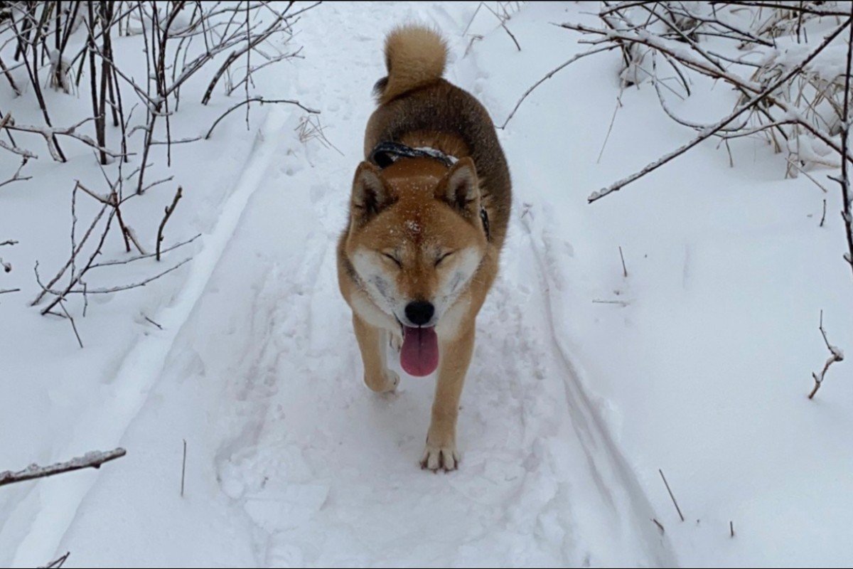 Akira