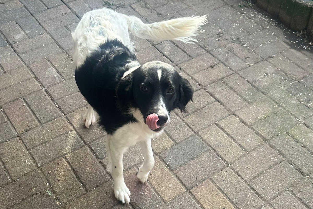 Sammie