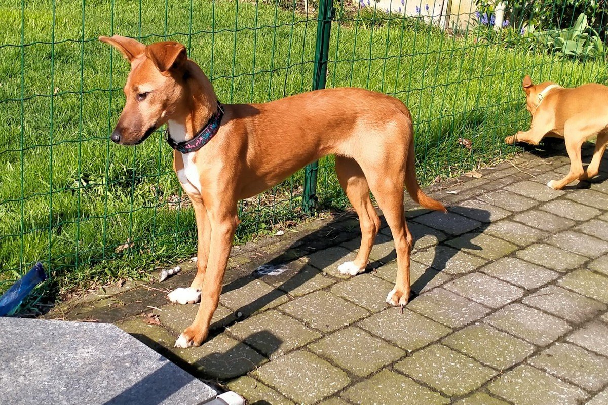 Pia