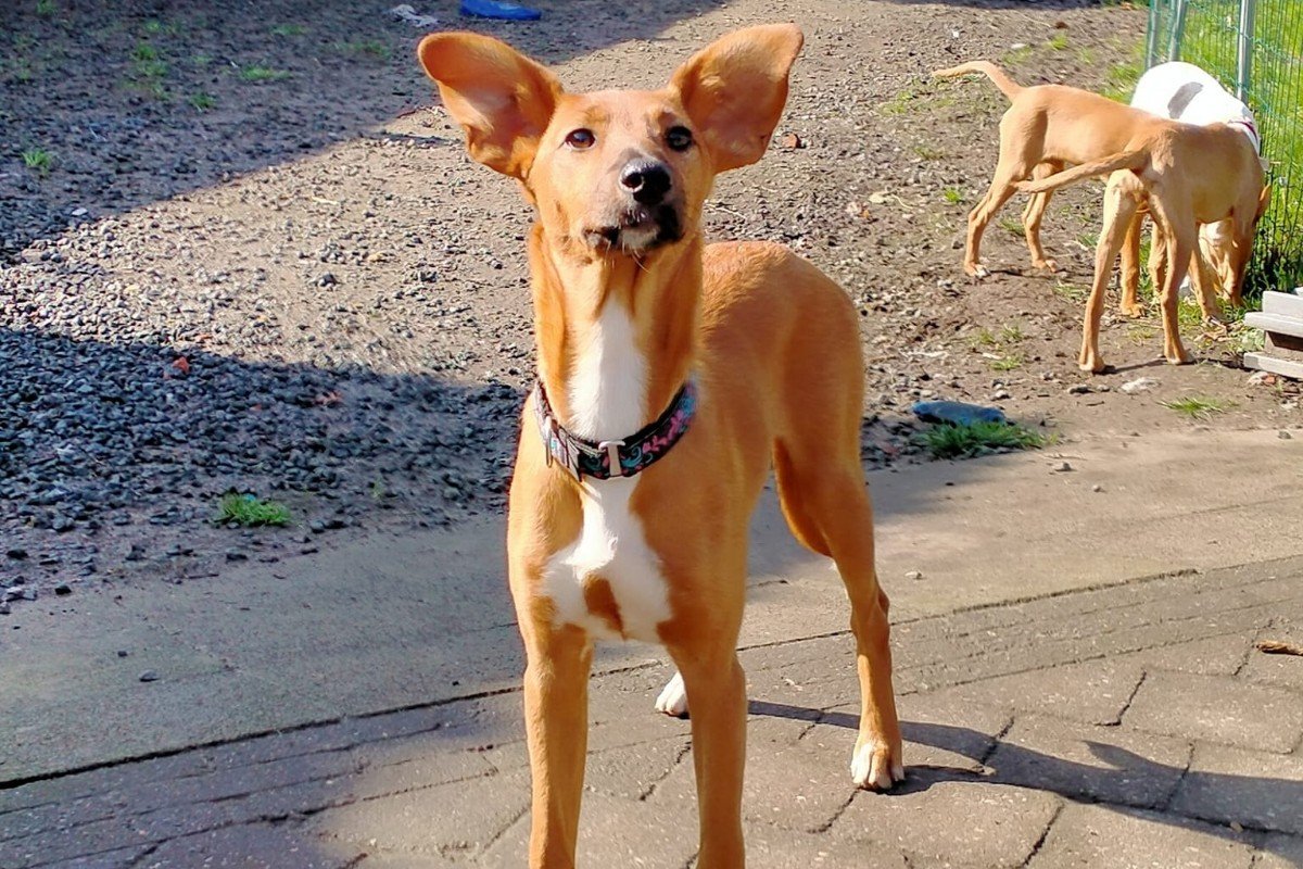 Pia