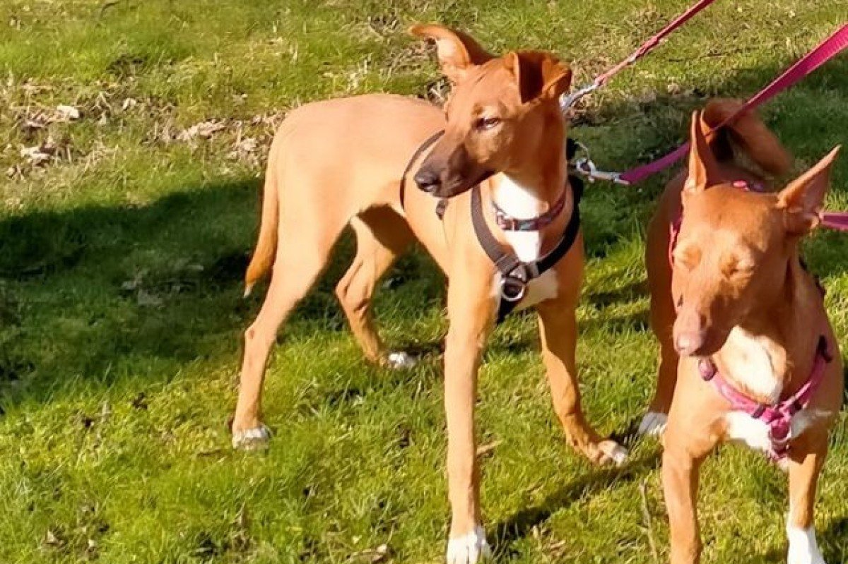 Pia
