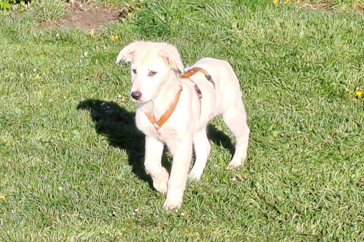 Pup Mees
