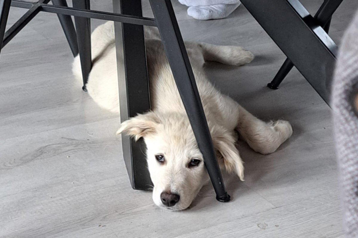 Pup Mees
