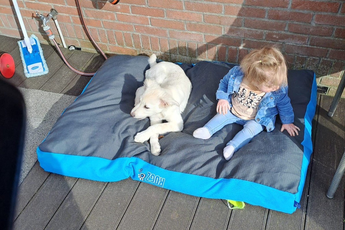 Pup Mees