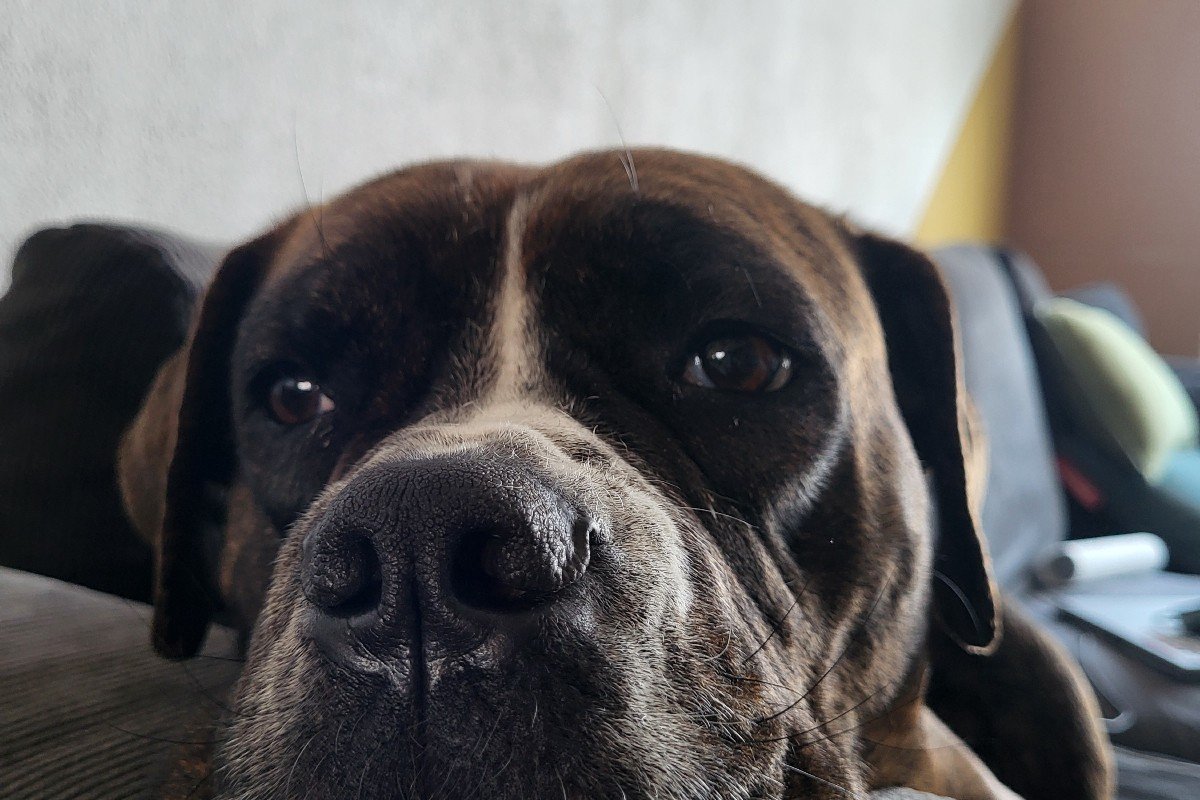 Lola