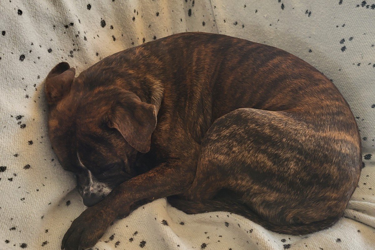 Lola