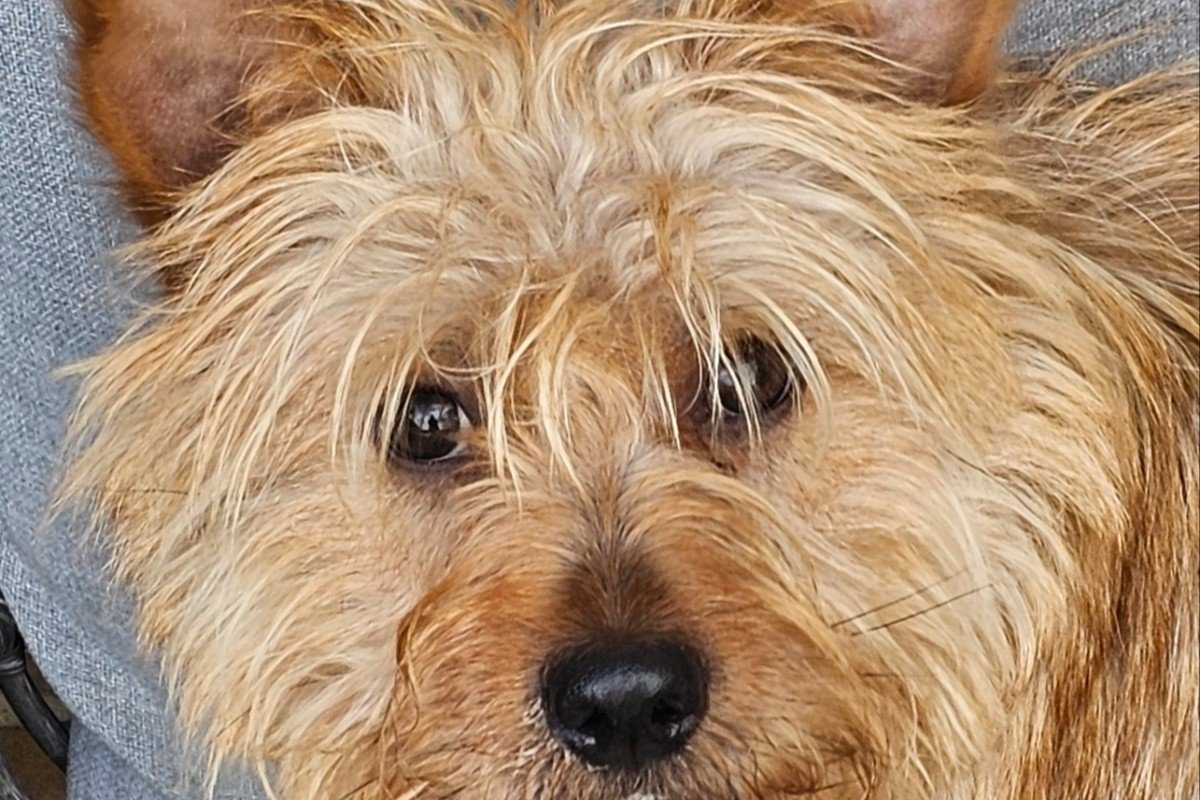 Cisko