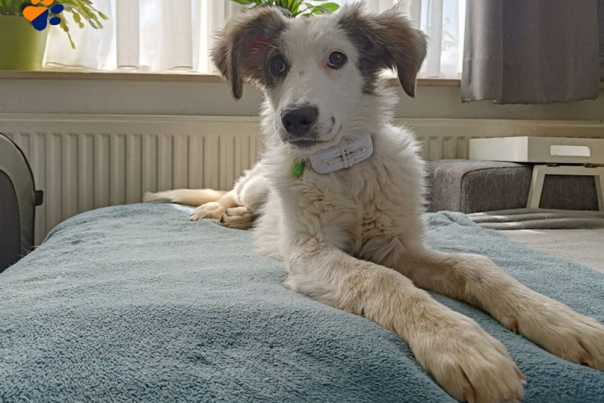 Dani