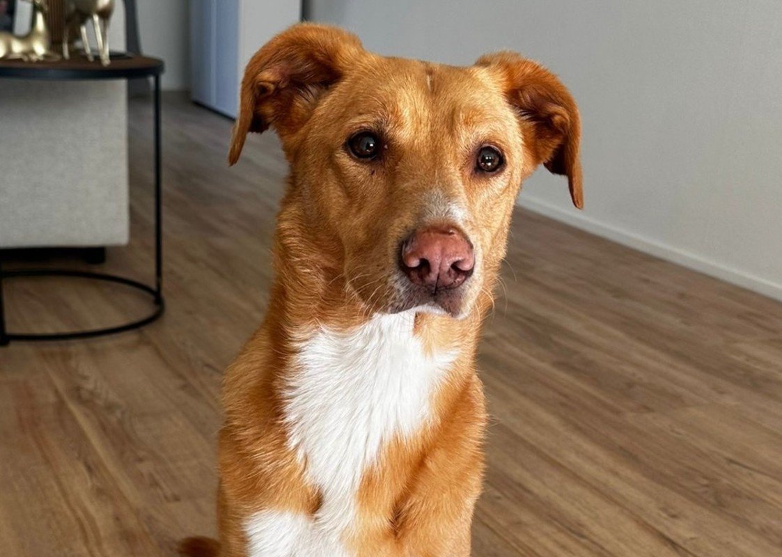 Nala