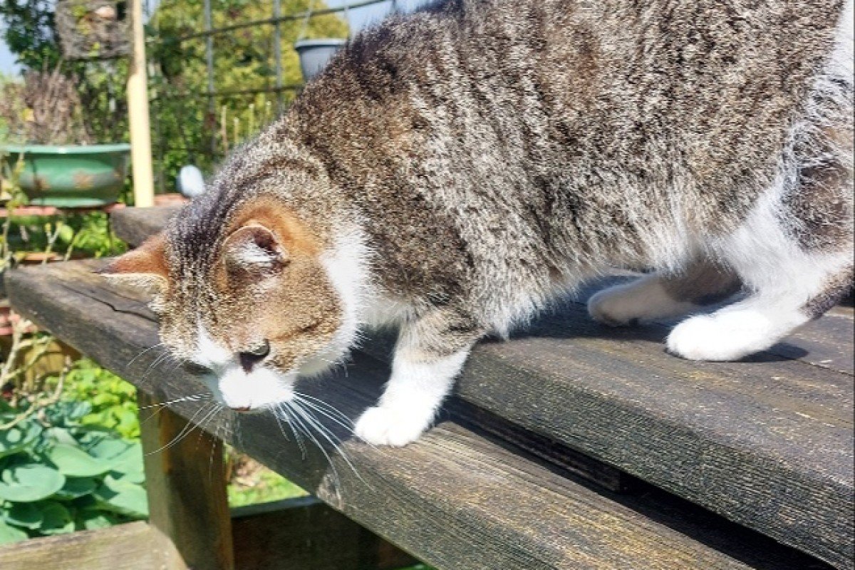 Poes