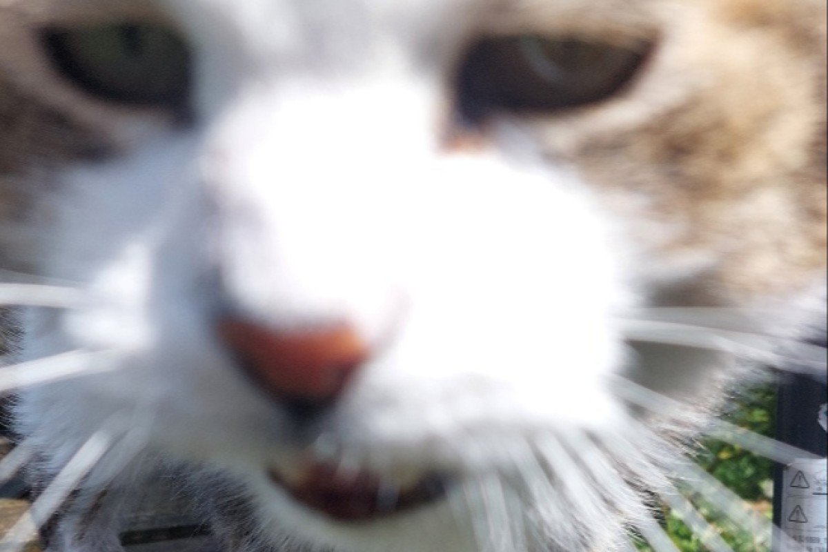 Poes