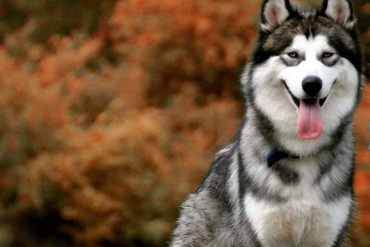 Koda