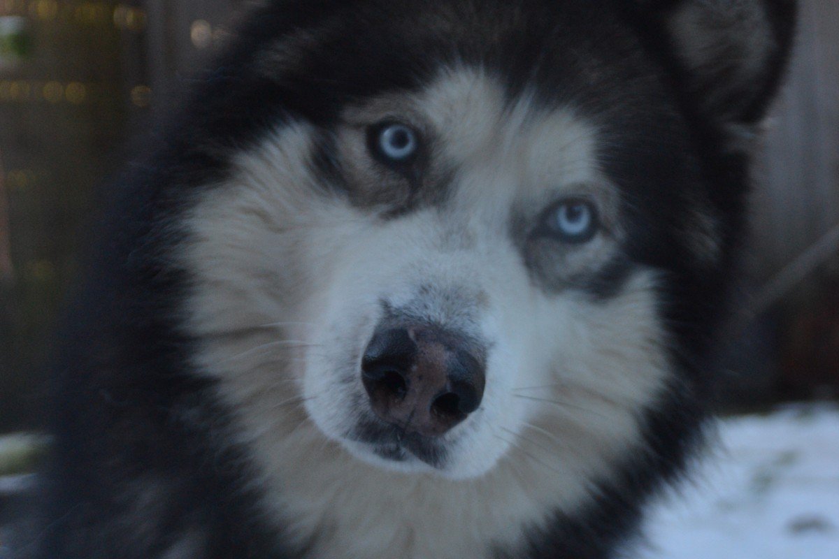 Koda