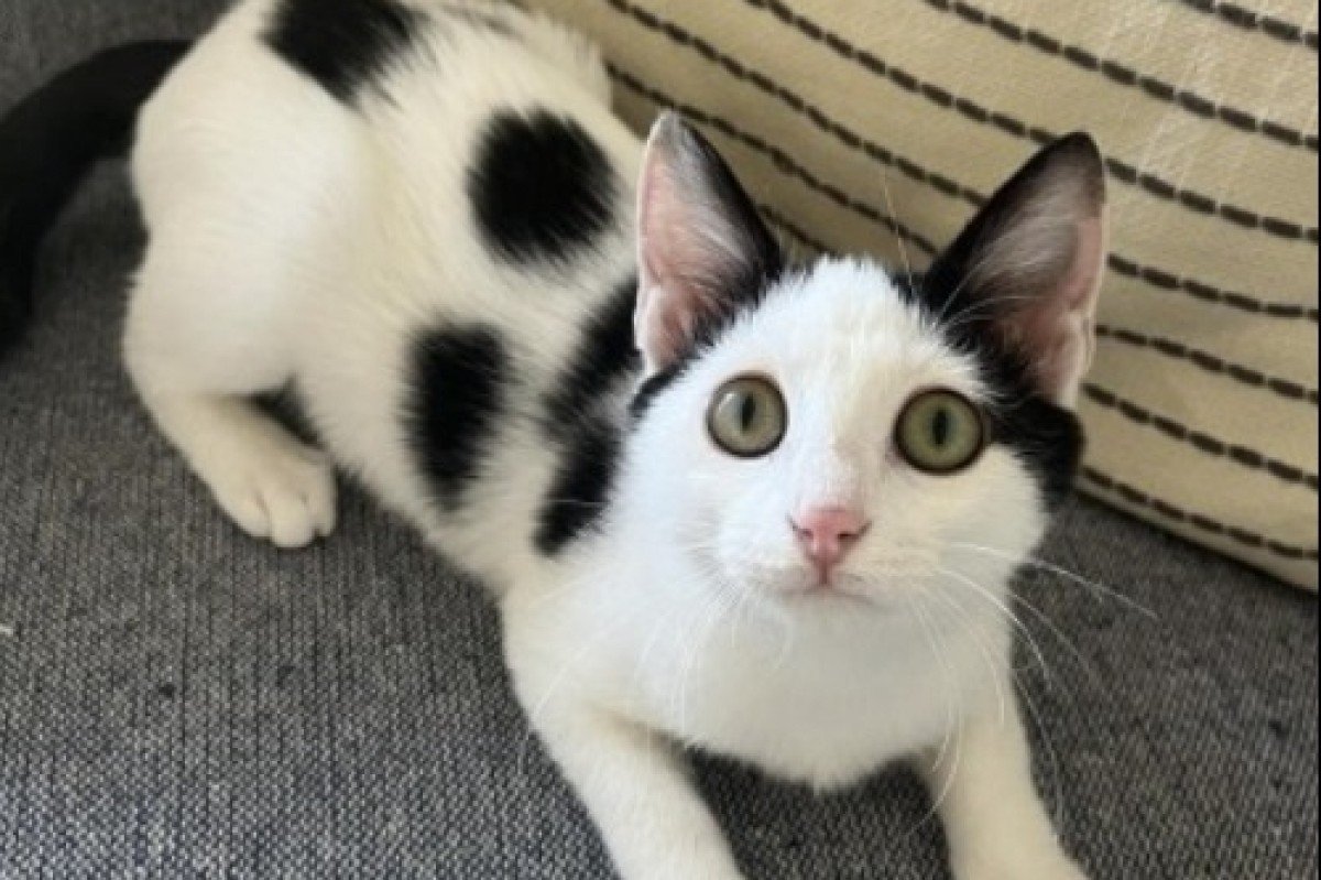 Fifi