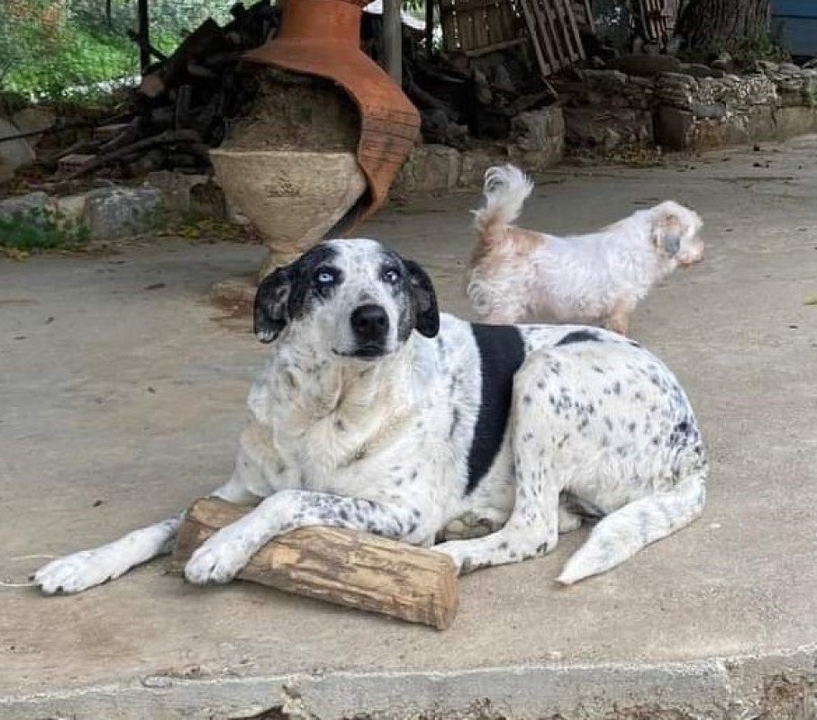 Bella