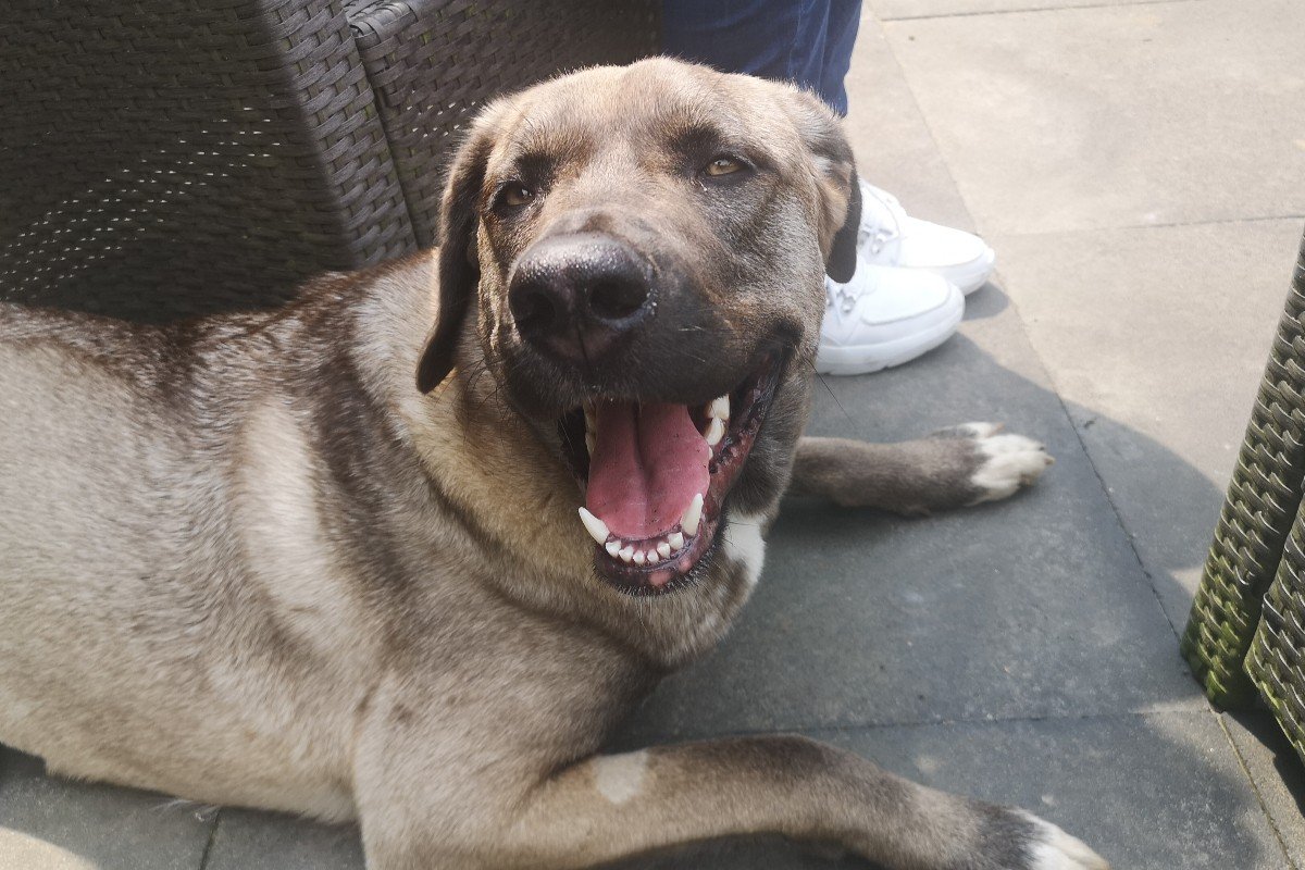 Nova