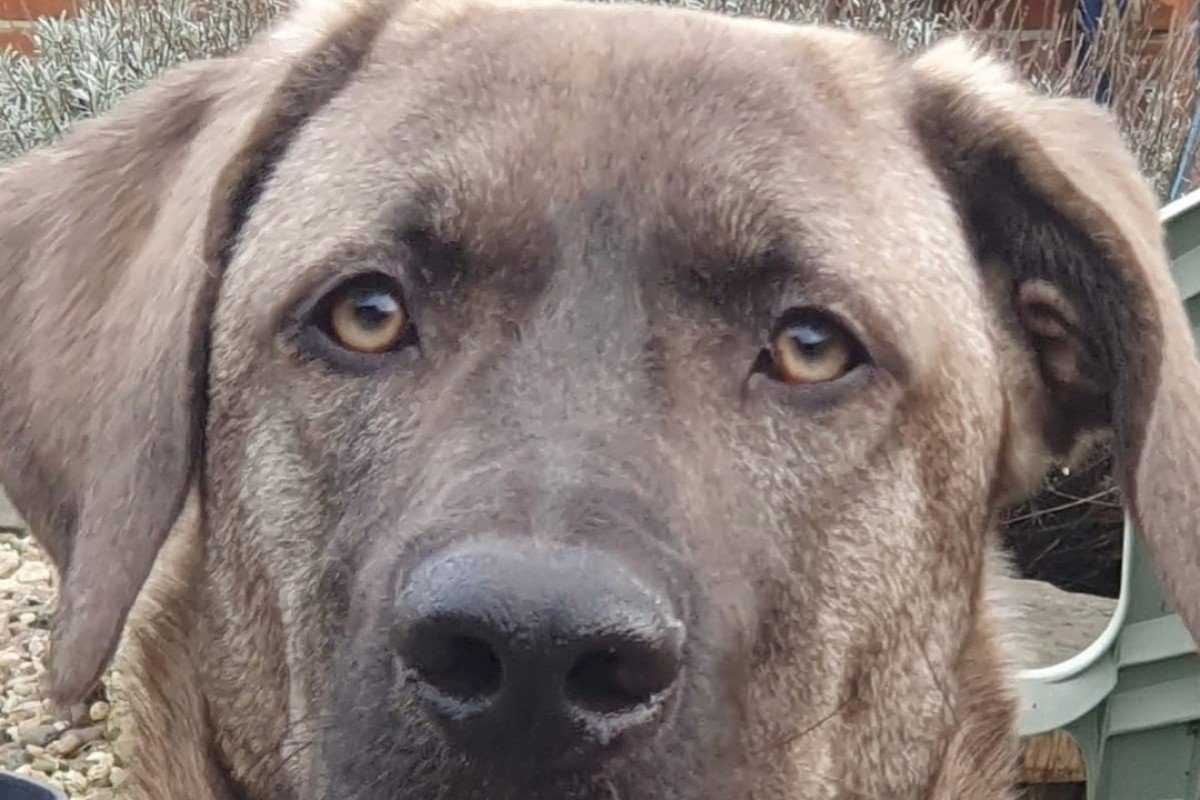 Nova