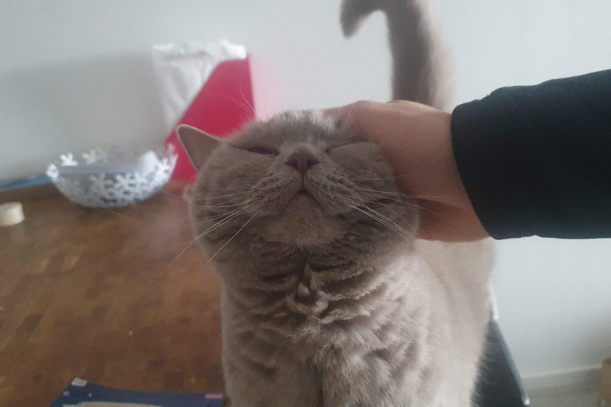 Poki