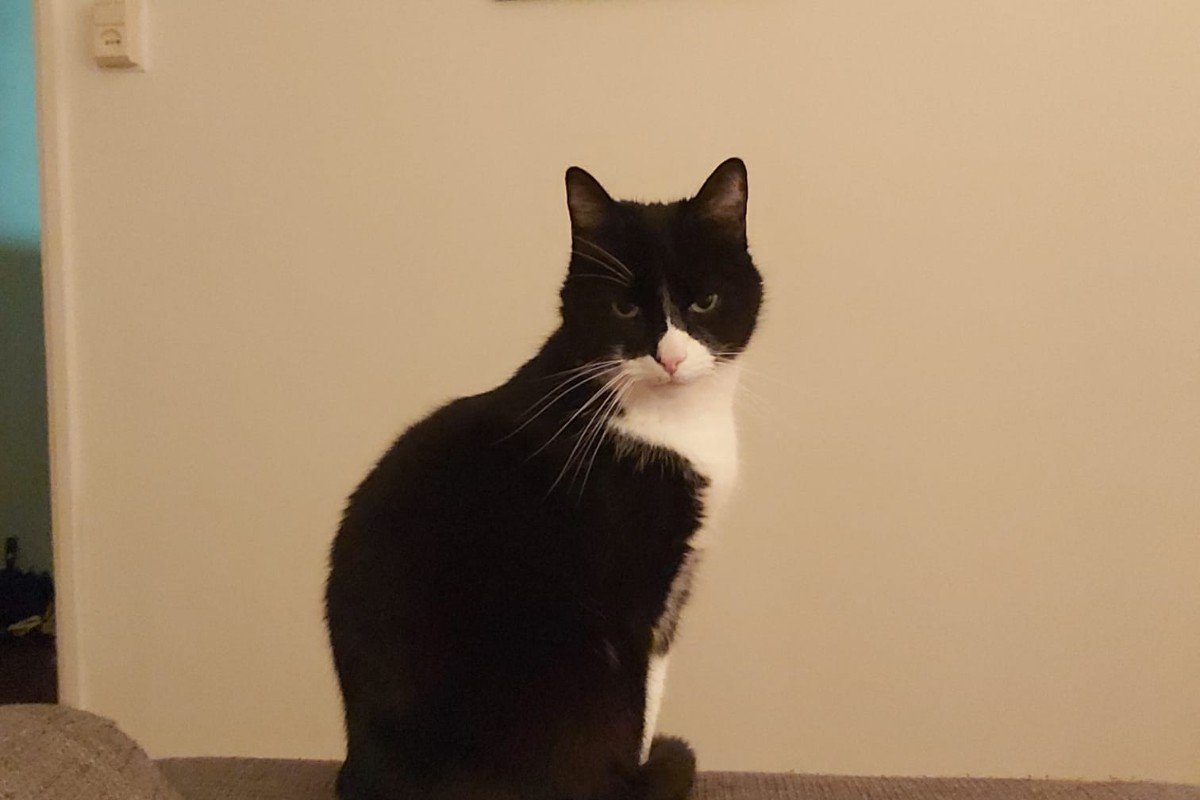 Meneertje Koekepeertje