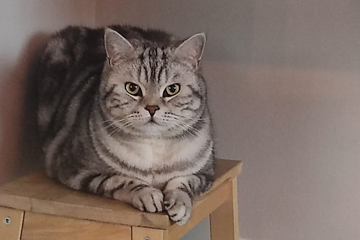Simba
