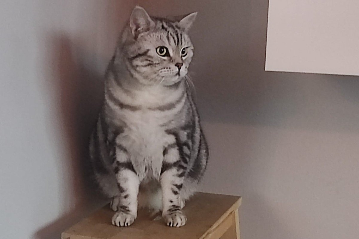 Simba