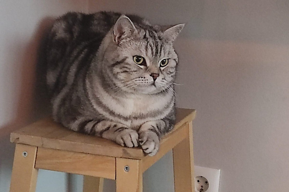 Simba