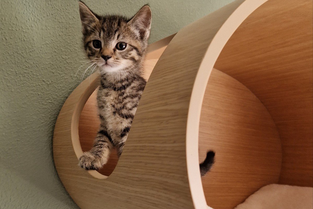Bowie
