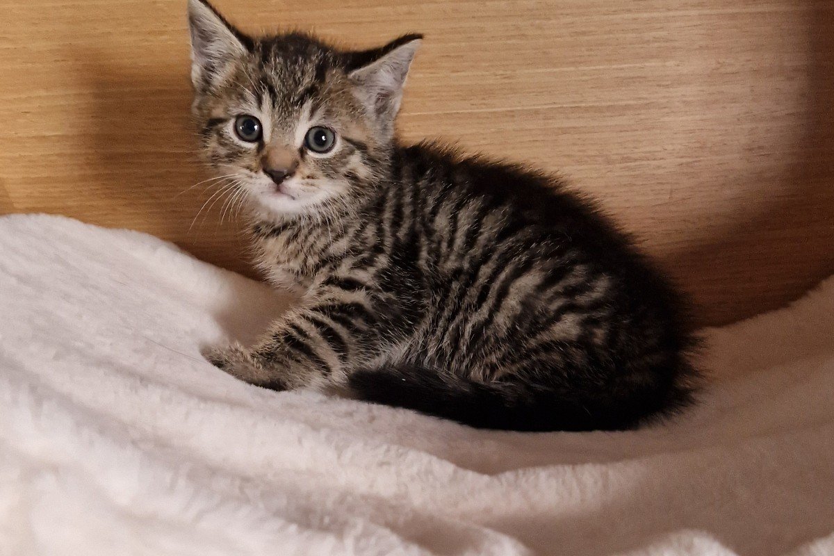 Bowie