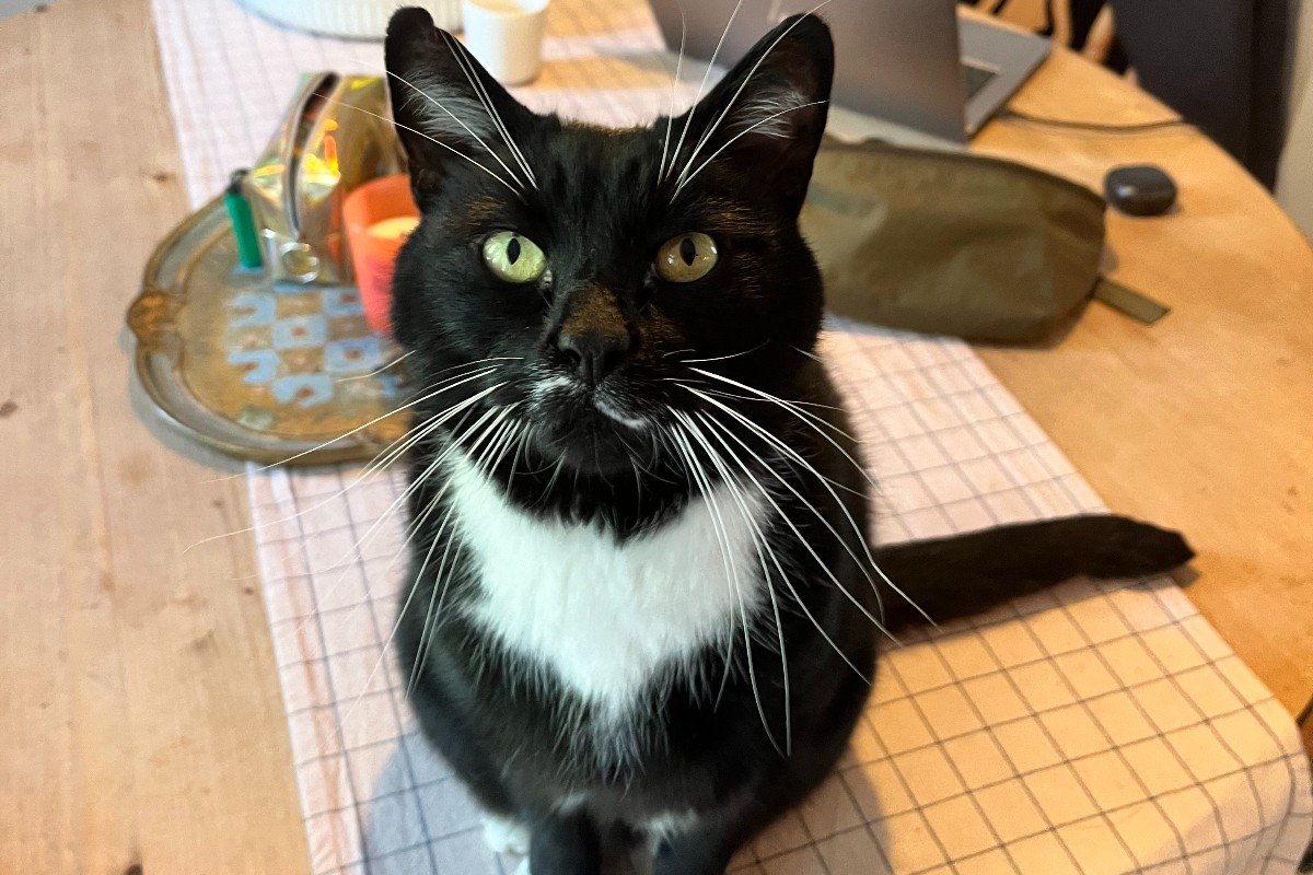 Mr Claude Tuxedo