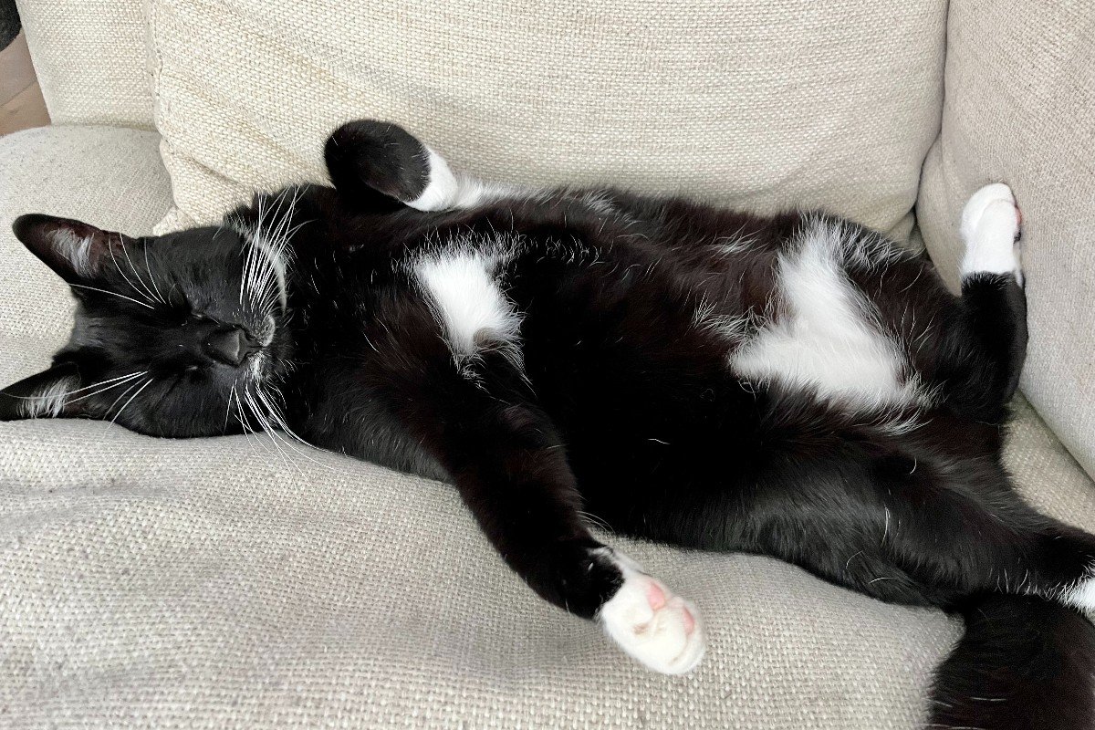 Mr Claude Tuxedo