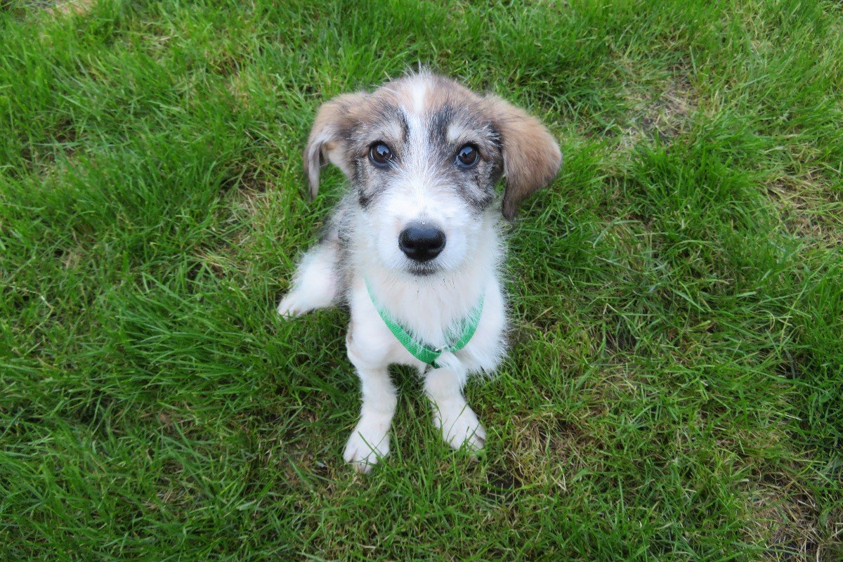 Pupje Bono