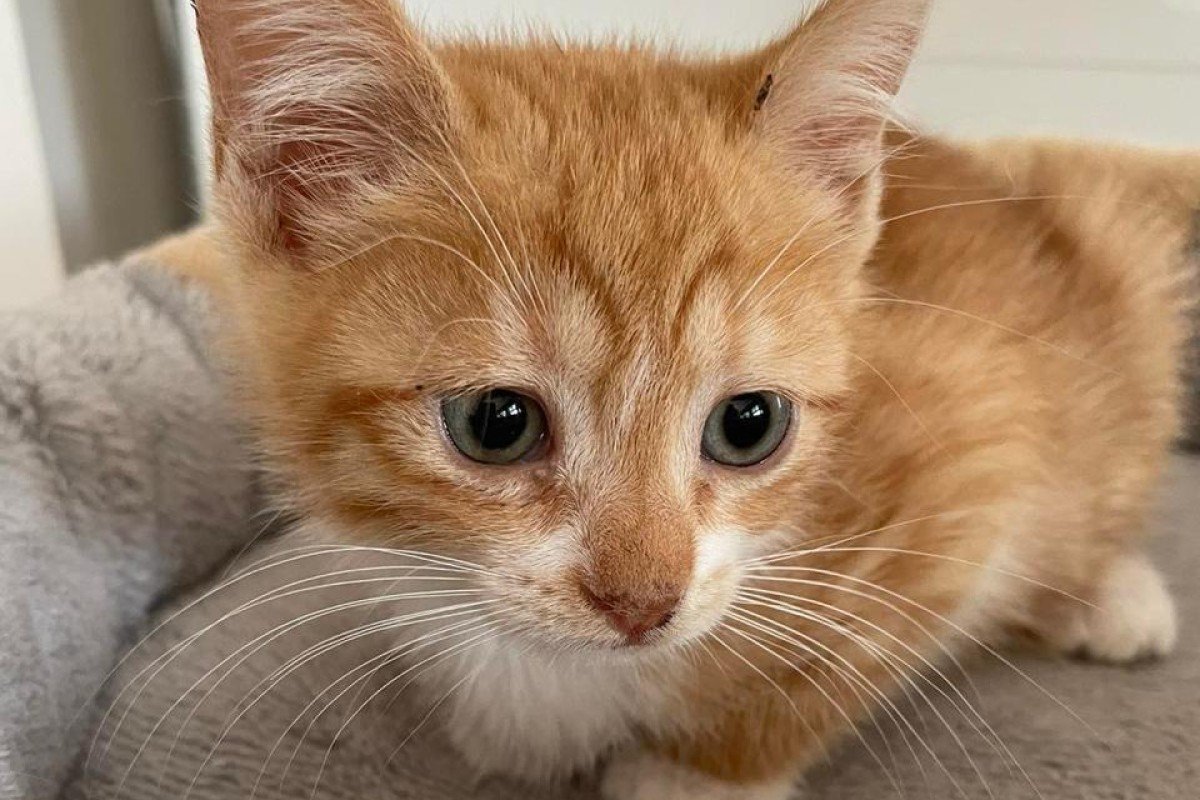 Meli