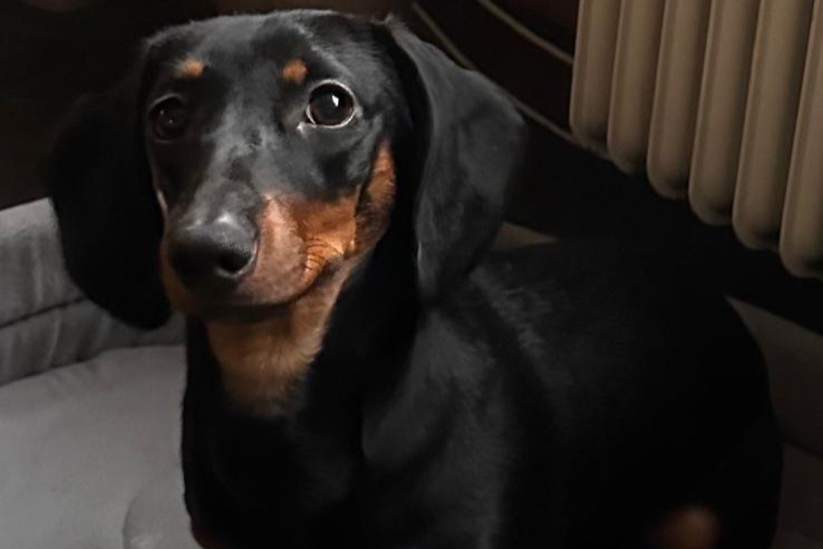 Daisy