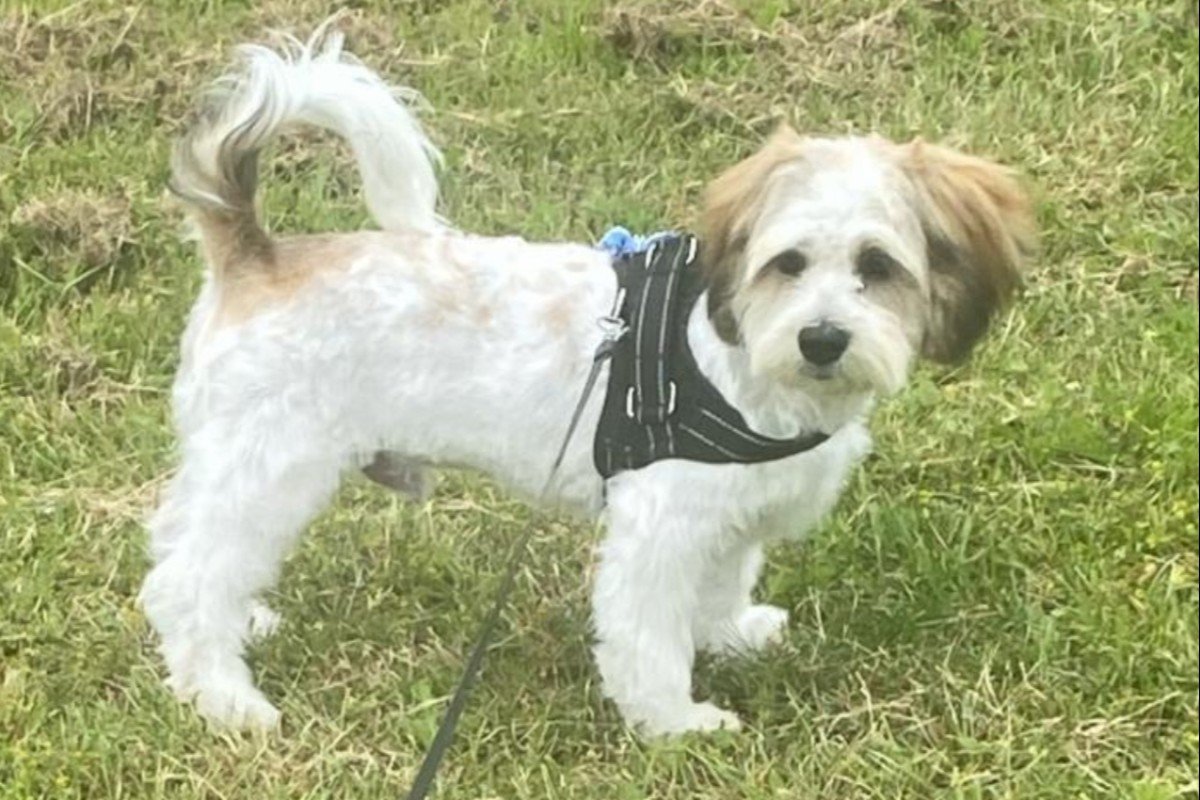 Benji