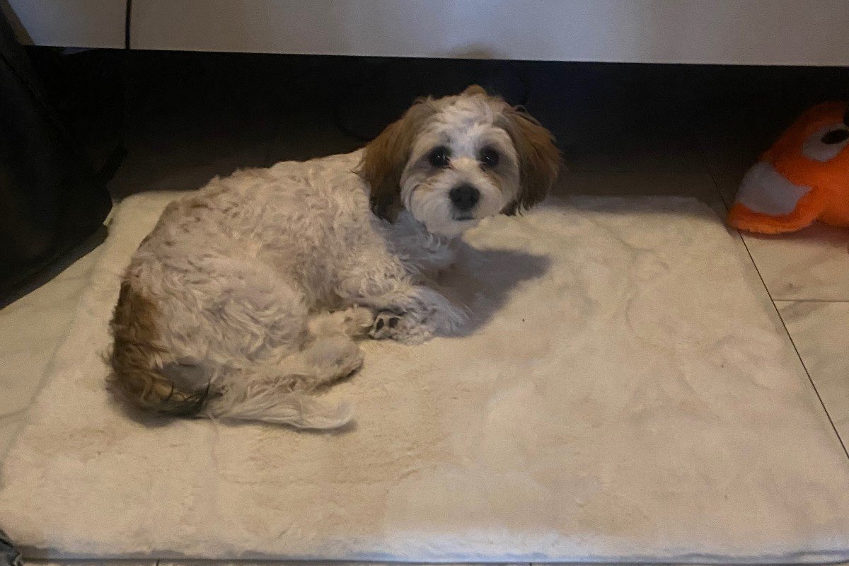 Benji