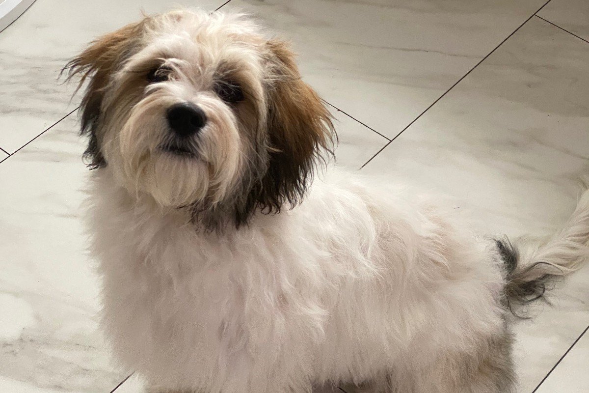 Benji